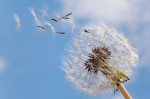 Common Dandelion; Seed head; Taraxacum officinale; macro; close up;
